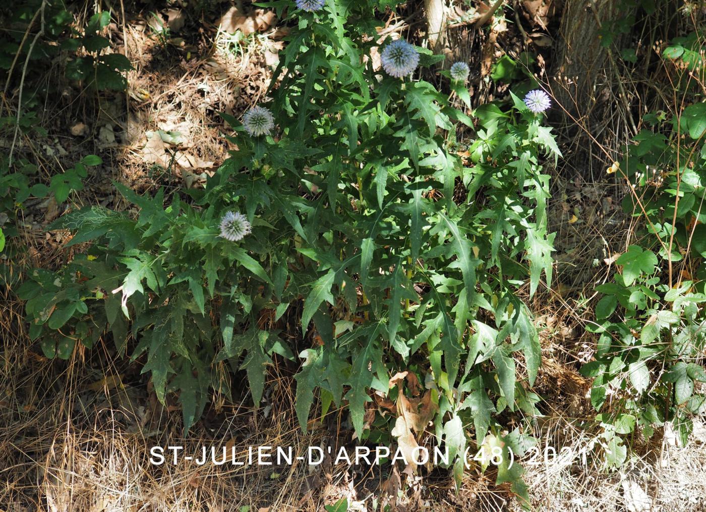 Globe-thistle, Blue plant